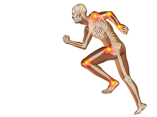 Understanding the Different Kinds of Joints in the Human Body